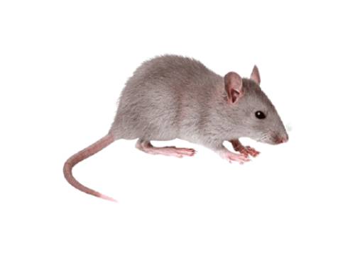 General Pest Control 5 New Project 1 1 OdessaPestSolutions.com