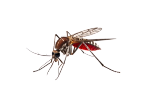 Mosquito Control 1 New Project 1 OdessaPestSolutions.com
