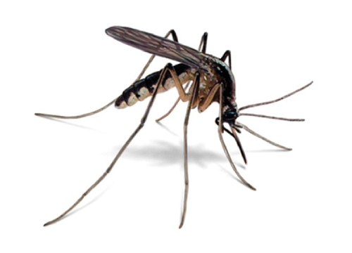 Mosquito Control 3 New Project 3 OdessaPestSolutions.com