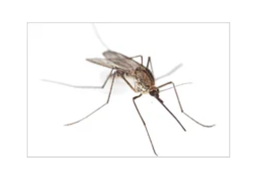 Mosquito Control 4 New Project 4 OdessaPestSolutions.com