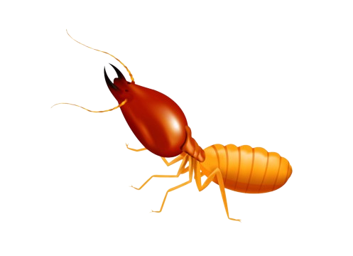 General Pest Control 2 odessa Termite Control