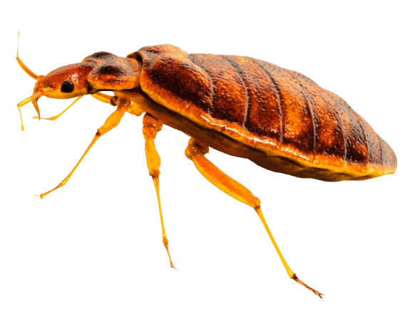 General Pest Control 3 bed bug control in odessa
