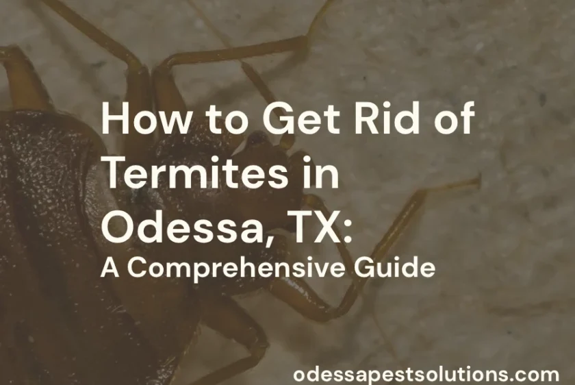 How to Get Rid of Termites in Odessa, TX: A Comprehensive Guide