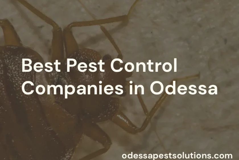 Pest Control Companies in Odessa
